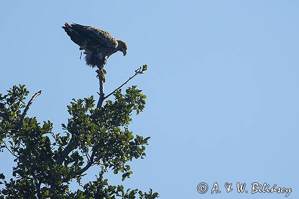 Bielik, Haliaetus albicilla