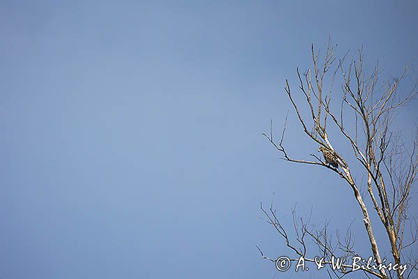 Bielik, Haliaetus albicilla