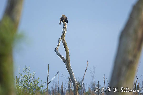 Bielik, Haliaetus albicilla
