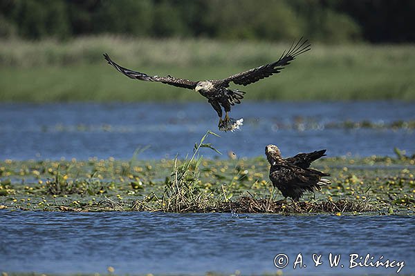 Bielik, Haliaetus albicilla, z rybą