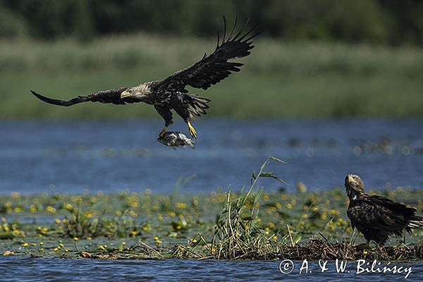 Bielik, Haliaetus albicilla z rybą