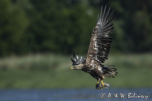 Bielik, Haliaetus albicilla z rybą