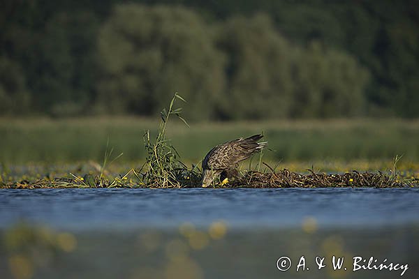 Bielik, Haliaetus albicilla, dorosły