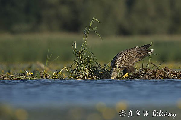 Bielik, Haliaetus albicilla, dorosły