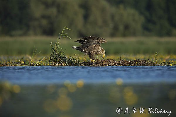Bielik, Haliaetus albicilla,dorosły