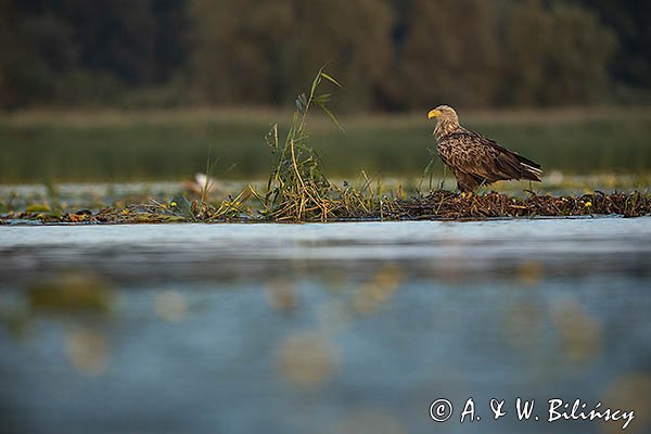Bielik, Haliaetus albicilla