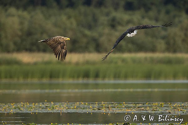 Bieliki, Haliaetus albicilla