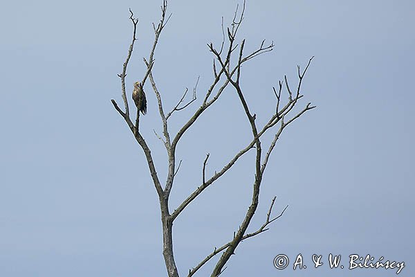 Bielik, Haliaetus albicilla