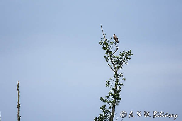 Bielik, Haliaetus albicilla