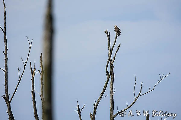 Bielik , Haliaetus albicilla, osobnik dorosły