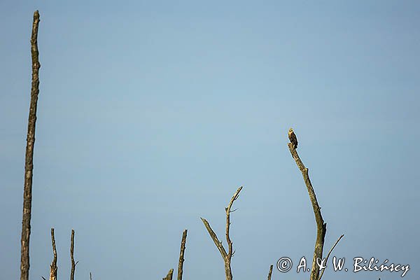 Bielik , Haliaetus albicilla, osobnik dorosły