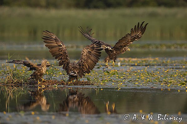 Bieliki, Haliaetus albicilla