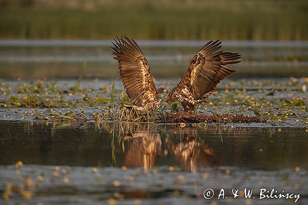 Bieliki, Haliaetus albicilla
