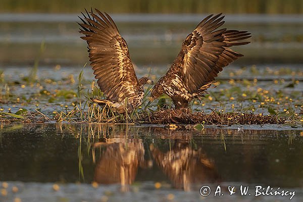 Bieliki, Haliaetus albicilla