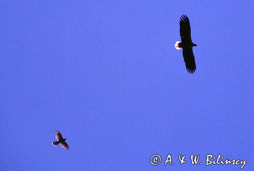 white-tailed sea eagle Haliaetus albicilla