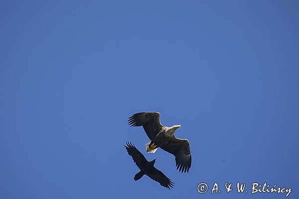 Bielik, Haliaetus albicilla i kruk, Corvus corax