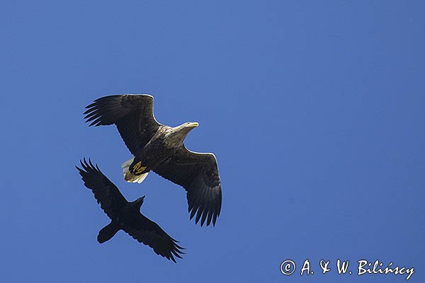 Bielik, Haliaetus albicilla i kruk, Corvus corax