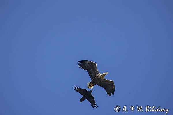 Bielik, Haliaetus albicilla i kruk, Corvus corax