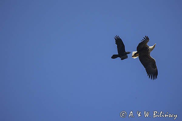 Bielik, Haliaetus albicilla i kruk, Corvus corax