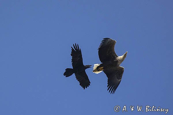 Bielik, Haliaetus albicilla i kruk, Corvus corax