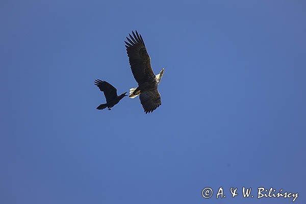 Bielik, Haliaetus albicilla i kruk, Corvus corax