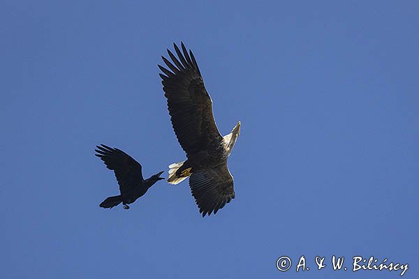 Bielik, Haliaetus albicilla i kruk, Corvus corax