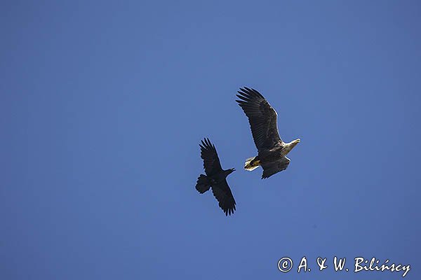 Bielik, Haliaetus albicilla i kruk, Corvus corax