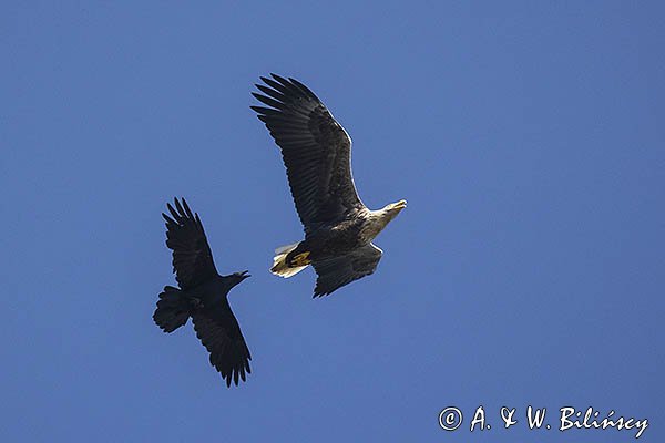 Bielik, Haliaetus albicilla i kruk, Corvus corax