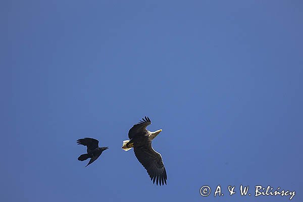 Bielik, Haliaetus albicilla i kruk, Corvus corax