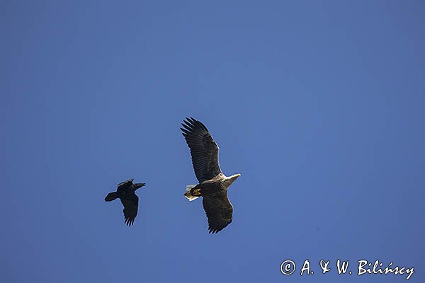 Bielik, Haliaetus albicilla i kruk, Corvus corax