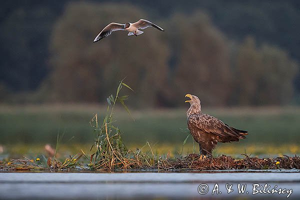 Bielik, Haliaetus albicilla i śmeszka, Larus ridibundus