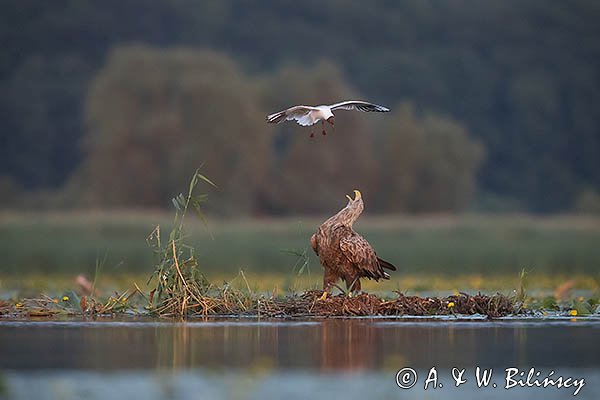 Bielik, Haliaetus albicilla i śmeszka, Larus ridibundus