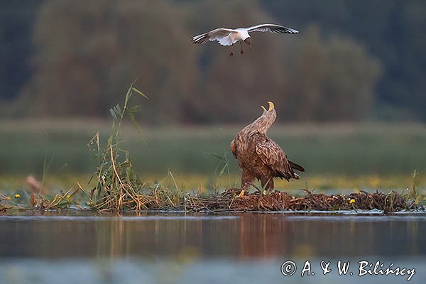 Bielik, Haliaetus albicilla i śmeszka, Larus ridibundus
