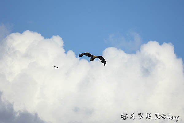 Bielik, Haliaetus albicilla