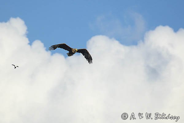 Bielik, Haliaetus albicilla
