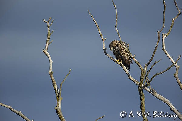 Bielik, Haliaetus albicilla