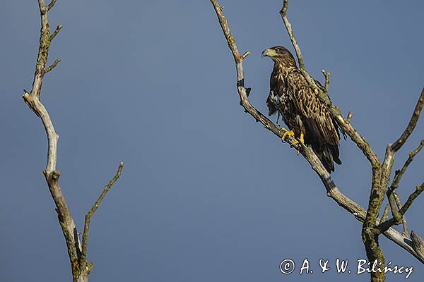 Bielik, Haliaetus albicilla