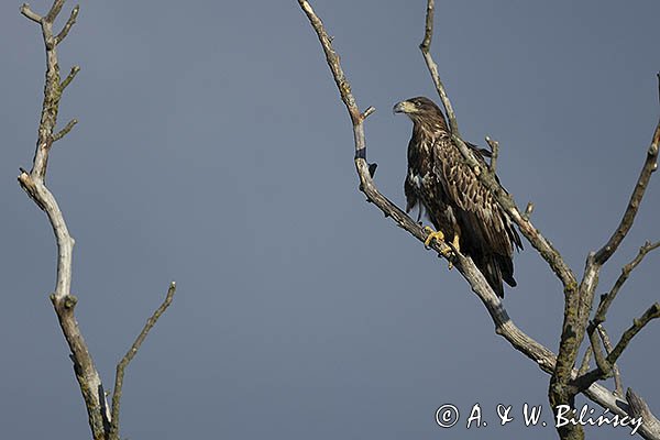 Bielik, Haliaetus albicilla