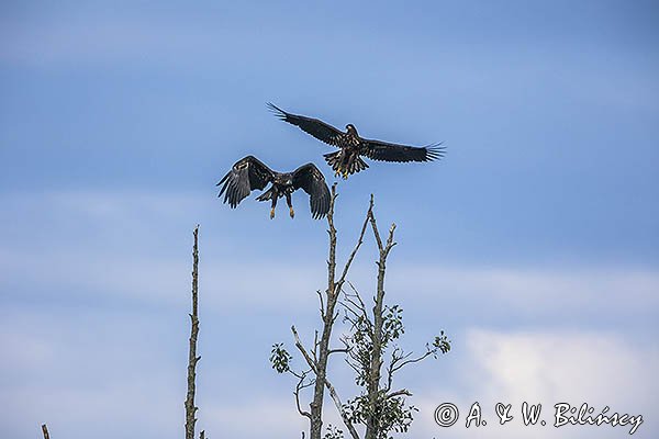 Bielik, Haliaetus albicilla