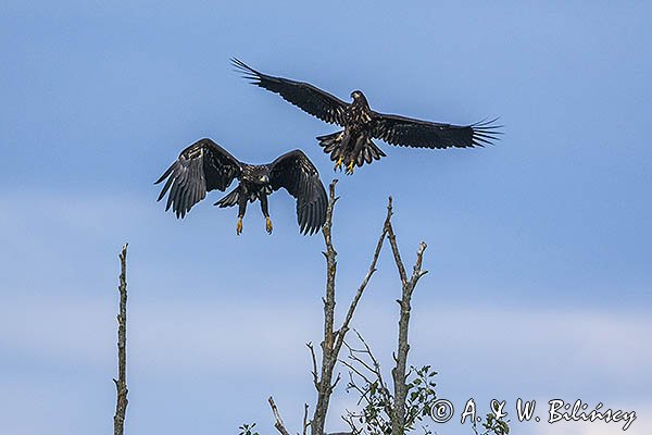 Bielik, Haliaetus albicilla