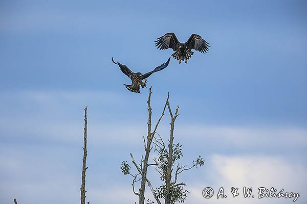 Bielik, Haliaetus albicilla