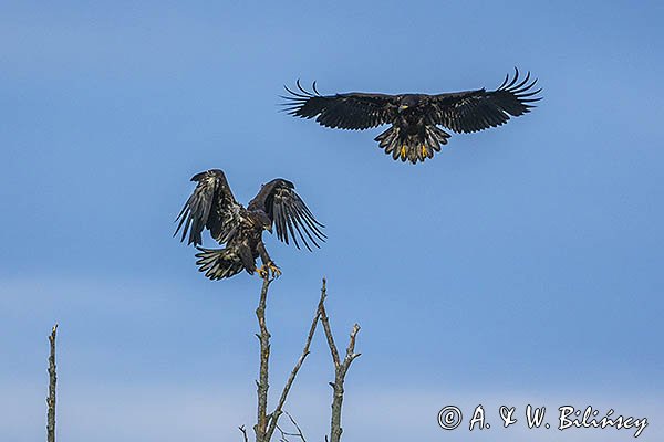 Bielik, Haliaetus albicilla