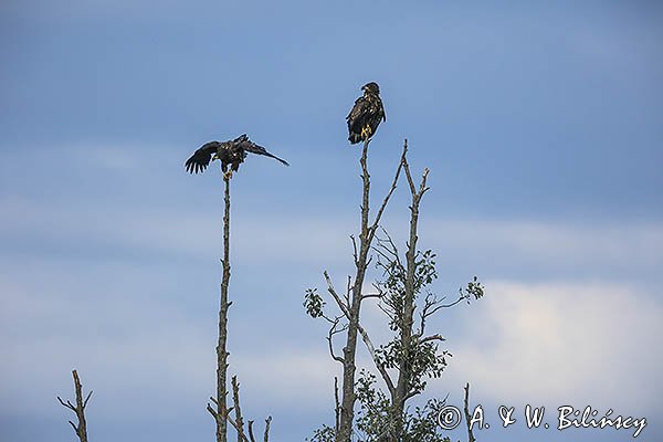 Bielik, Haliaetus albicilla