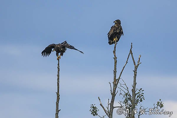 Bielik, Haliaetus albicilla