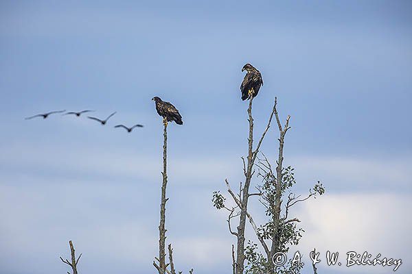 Bielik, Haliaetus albicilla