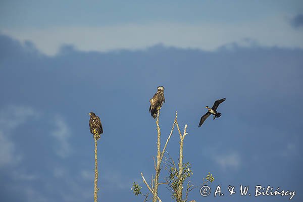 Bielik, Haliaetus albicilla