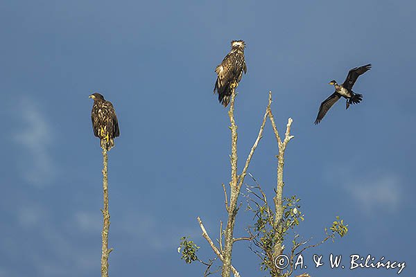 Bielik, Haliaetus albicilla