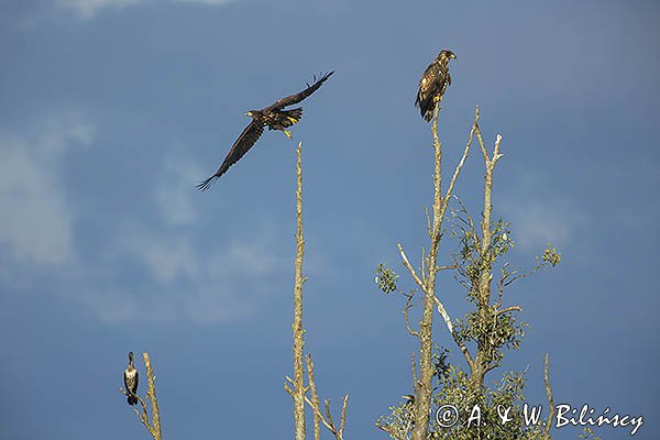 Bielik, Haliaetus albicilla