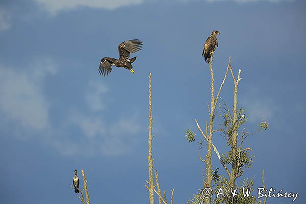 Bielik, Haliaetus albicilla