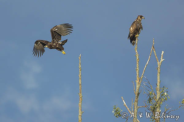 Bielik, Haliaetus albicilla